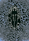 GIFT-Dendrobates tinctorius プロトタイプ  デジタルプリンティング  w.72.8×d.51.5(cm)  2000